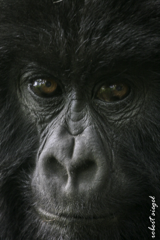 gorilla